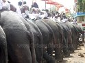 thrissur-pooram-2011- (25)